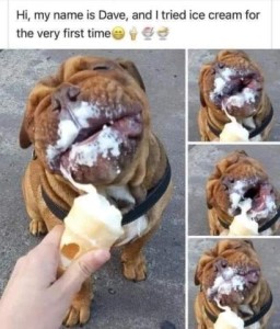 Several views of a brown bulldog with a smushed face eating a vanilla ice cream cone, he has white all over his mouth and nose. Caption: Hi, my name is Dave, and I tried ice cream for the very first time!