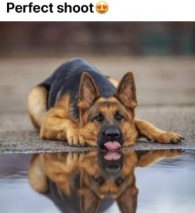 Title: Perfect shoot. Photo of a german shepherd laying at the edge of a puddle, chin on the ground, tongues sticking out slightly, and a crisp clear mirror image in the water.