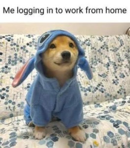 A shiba inu puppy sitting on a blue and white davenport wearing a blue hoodie with long ears and some sort of face on top that can't be seen very well. Caption: Me logging in to work from home.