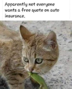 Yellow cat carrying a gecko. Caption: Apparently not everyone wants a free quote on auto insurance.