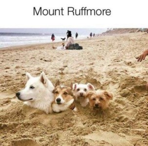 4 dogs buried up to their necks in sand at a beach, all facing the photographer. Title: Mount Ruffmore