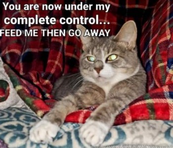 Cat laying on plaid blanket, front legs outstretched, eyes glowing from the camera flash. Caption: You are now under my complete control...FEED ME THAN GO AWAY.