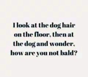 Text Only: I look at the dog hair on the floor, then at the dog and wonder, how are you not bald?
