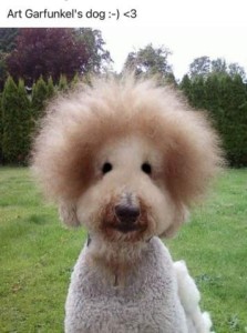 A poodle-type dog with a haircut that is big and fluffy around the head and nose. and small eyes. Caption: Art Garfunkel's dog (and it does look a lot like Art Garfunkel!)