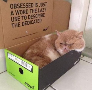 A smush-faced yellow and white cat is laying in a shoe box with the top open behind it. The words printed on the top are, "Obsessed is just a word the lazy use to describe the dedicated."