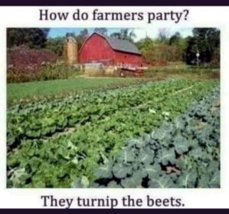 Photo of a farm scene with a red barn in the background and rows of vegetables in the foreground. Text: How do farmers party? They turnip the beets.