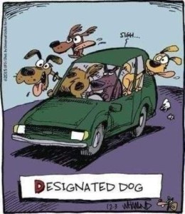 Cartoon showing 3 dogs riding in a car, heads out the windows, tongues hanging out, goofy looks on their faces. A fourth dog is driving, looking silently and seriously ahead at the road. Caption: Designated dog.