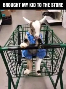 Title: Brought my kid to the store. Photo of a shopping buggy with a little goat sitting in the child's seat, dressed in denim overalls.