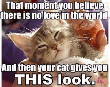 Close-up photo of a kitten with a contented face, eyes, closed, being held by an older man as his hand is petting its head. Caption: That moment you believe there is no love in the world and then your cat gives you THIS look.