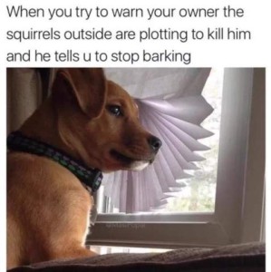 Small brown dog in front of a window with the blinds messed up; he is looking off to the side, off camera. Caption: When you try to warn your owner the squirrels outside are plotting to kill him and he tells u to stop barking.