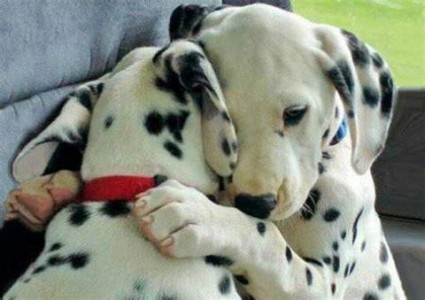 2 spotty dalmation puppies that look like they are hugging. One is wearing a red collar, the other has his paws around his friend's neck and their faces are pressed together, side by side.
