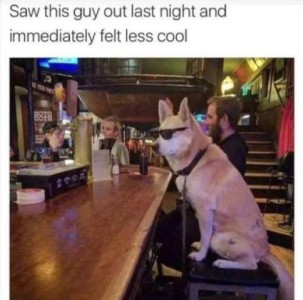 A dog sitting on a bar stool in a bar with sunglasses on. Text: Saw this guy out last night and immediately felt less cool.
