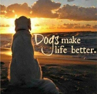 A big white dog sitting on a beach, watching a sunrise or sunset, his back to the camera. Caption: Dogs make life better.