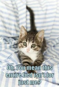 Tiny gray and white kitten sitting on some blue and white striped bedding, looking up at the camera. Caption: Oh. You mean this entire bed isn't for just me?