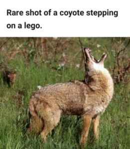 A coyote stands in a field, his head back in a howl. Caption: Rare shot of a coyote stepping on a lego.