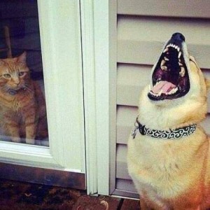 A photo of a yellow cat behind a glass door, looking annoyed at a dog outside the door. The dog has his head thrown back and mouth wide open, eyes closed, as if laughing hysterically.