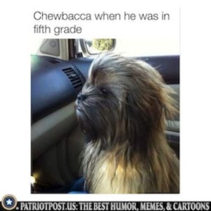 A photo of a fluffy brown and black dog sitting in a car in front of a vent that is blowing all of his hair back from his face. Caption: Chewbacca when he was in fifth grade. (And the dog strongly resembles Chewbacca!)