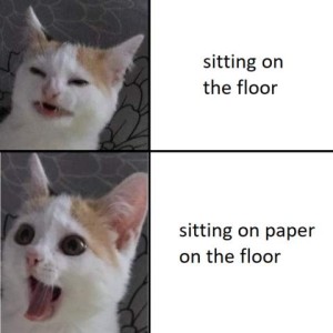 2 photos of a white cat with orange ears. Top photo the cat has a grimace-like expression on its face, captioned "sitting on the floor." Bottom photo shows eyes and mouth wide open, with the caption "Sitting on paper on the floor" as if excited.