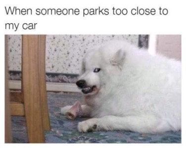 A photo of a fluffy white dog looking sideways at the camera, his lip curled in a snarl laying on the floor. Caption: When someone parks too close to my car.