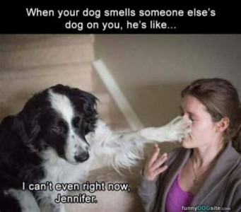 At the top: When your dog smells someone else's dog on you, he's like... In the middle is a photo of a black and white dog sitting on a staircase with a woman; dog has his left front paw on the woman's nose and mouth. At the bottom is the text: I can't even right now, Jennifer.