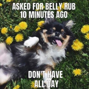 A little tri-color long hair chihuahua on his back on the grass among dandelions. Text: Asked for a belly rub 10 minutes ago. Don't have all day.