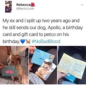 3 photos of a dog with an envelope, then a card, then the opened card. Text: My ex and I split up two years ago and he still sends our dog, Apollo, a birthday card and gift card to petco on his birthday. Hashtag is NoBadBlood.
