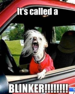 A nasty little dog snarling out a car window, text: It's called a BLINKER!!!