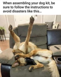A german shepherd is laying in a recliner upside down and curled with her nose touching her back leg; the other back leg is up laying on the side of her face, and both front legs are sticking up in the air. Caption: When assembling your dog kit, be sure to follow the instructions to avoid disasters like this...