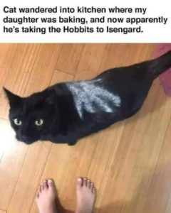 A photo of a black cat with a white human handprint on its back. Caption: Cat wandered into the kitchen where my daughter was baking, and now apparently he's taking the Hobbits to Isengard.