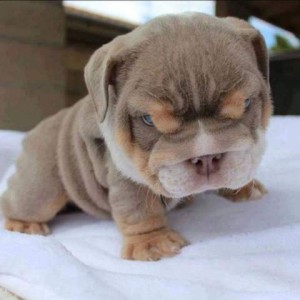 A close-up photo of an English bulldog puppy, brown and tan, very small and very wrinkled, looking out from under his "eyebrow wrinkles"