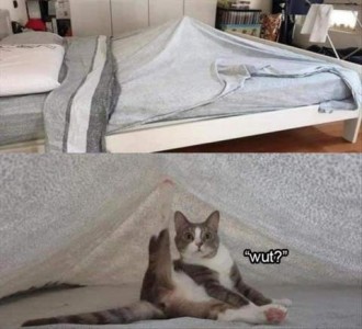 Top frame is a photo of a bed all made up but with something poking up under the covers in the middle. Bottom frame shows the covers being held up, and a cat sitting under there, interrupted from grooming himself with one rear leg up in the air, saying, "Wut?"