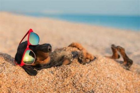 A black and red dachshund is on the beach with huge red sunglasses on his face, laying on his back, buried in sand with only his head and feet sticking out.
