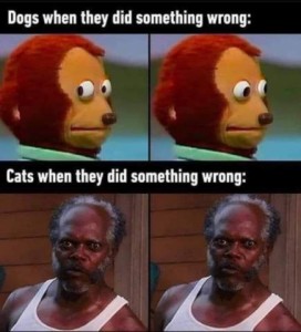 Dogs when they did something wrong: 2 photos of a cartoon animal looking around. Cats when they did something wrong: 2 identical photos of a man looking straight at the camera.