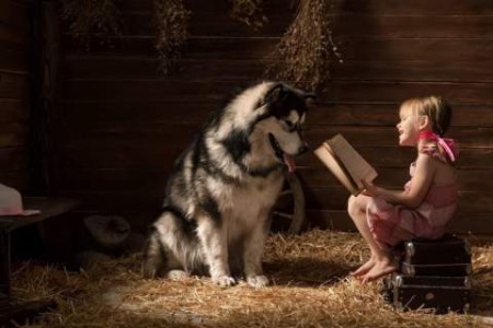 A photo of a young girl sitting on some cases in a barn, reading a book. A large malamute is sitting in front of her, listening happily.