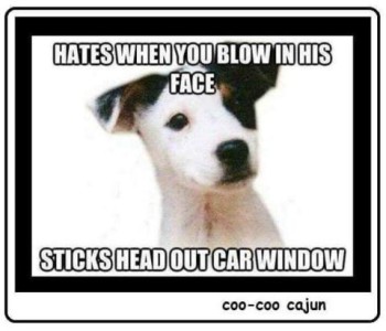 Top: Hates when you blow in his face. Photo of a white dog face with black and brown ears and one black eye. Bottom: Sticks head out car window