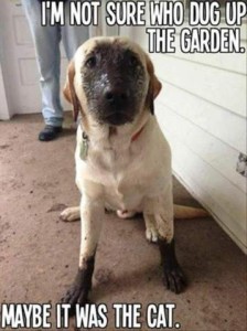 a yellow lab-looking dow sitting on a tan carpet, face and paws covered with black mud. Caption: I'm not sure who dug up the garden. Maybe it was the cat."