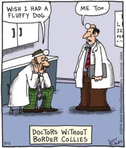 Cartoon showing 2 doctors talking. One is saying, "Wish I had a fluffy dog." The other replies, "Me too." Caption: Doctors Without Border Collies