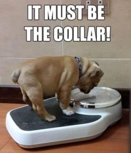A bulldog puppy is standing on a scale, looking down at the numbers. Caption: It must be the collar!