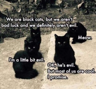 4 kittens sitting on a patio. Each one has a caption over its head. "We are black cats, but we aren't bad luck and we definitely aren't evil." "Meow." "I'm a little bit evil." "OK, he's evil. But most of us are cool, I promise."
