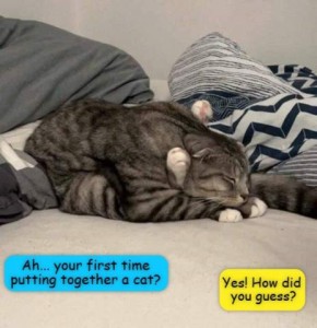 Photo of a cat sleeping on his belly with his rear legs stretched up his sides and feet above his years, front paws under his chin. Off-camera conversation: "Ah...your first time putting together a cat?" "Yes! How did you guess?"