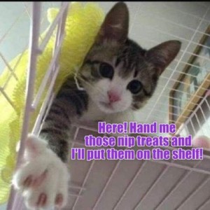 A gray and white kitten on a high wire shelf, reaching down with a paw. Caption: Here! Hand me those nip treats and I'll put them on the shelf!