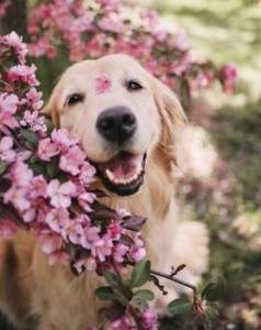 A golden retriever amid a bush with many pink flowers, one petal is on his face between his eyes, his mouth as open as if smiling.
