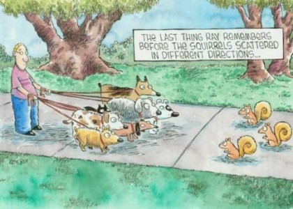 Cartoon of a man walking 7 dogs on leashes on a sidewalk. They are stopped, and facing them are 3 squirrels, as if at a standoff. Caption: The last thing Ray remembers before the squirrels scattered in different directions.