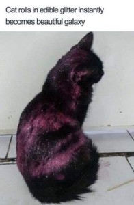 A black cat sitting on a floor with a white wall behind him, side to the camera. There are shades of purple in his shiny black fur, and he's got glitter on his back. Caption: Cat rolls in edible glitter instantly becomes beautiful galaxy.