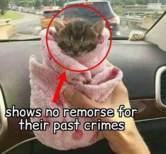 Photo of a tiny kitten wrapped in a tiny pink blanket, being held upright in a human hand, sleeping. Caption: shows no remorse for their ipast crimes.