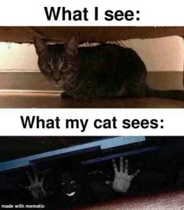 What I see: What my cat sees: