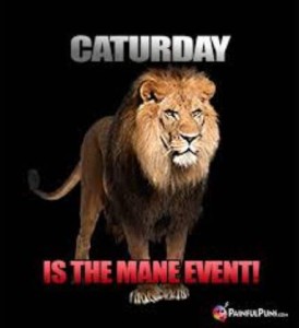 Photo of a male lion against a black background. Text above: "CATURDAY" Text below: "IS THE MANE EVENT!"