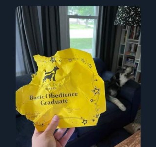 A hand holding a piece of paper that is crumpled and chewed up in the corner; there is a dog in the background with a laughing look on his face. The paper is diploma for "Good Dog Basic Obedience Graduate"