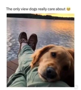 The only view dogs really care about. Photo of a someone sitting at the edge of a lake with beautiful sunrise or sunset, and a golden retriever with his head on the person's leg, looking adoringly up into the person's face.