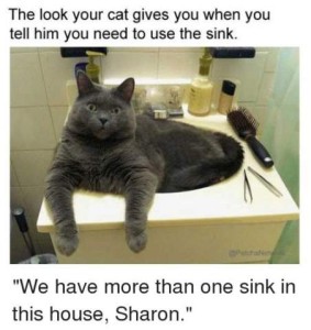 A gray cat with wide eyes laying in a bathroom sink. Caption: The look your cat gives you when you tell him you need to use the sink. "We have more than one sink in this house, Sharon."